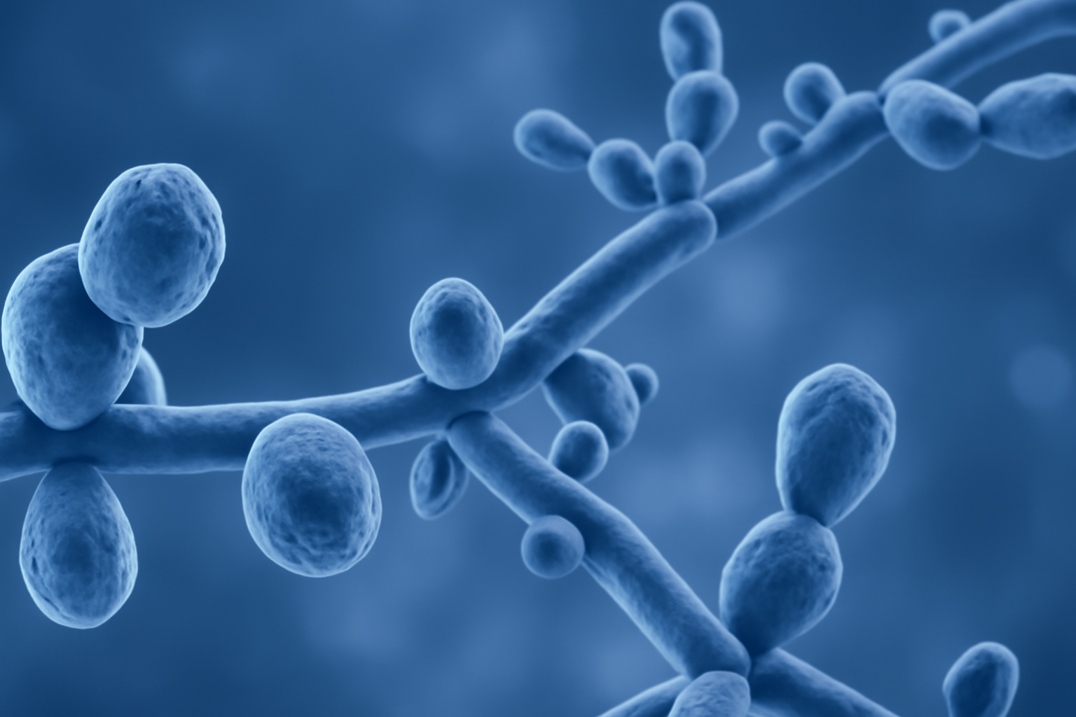 カンジダはキシリトールを代謝する！？むし歯の裏番長カンジダ菌とキシリトールの意外な関係性